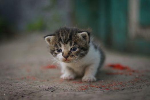 Close-up of a cute kitten exploring the outdoors on a sunny day.