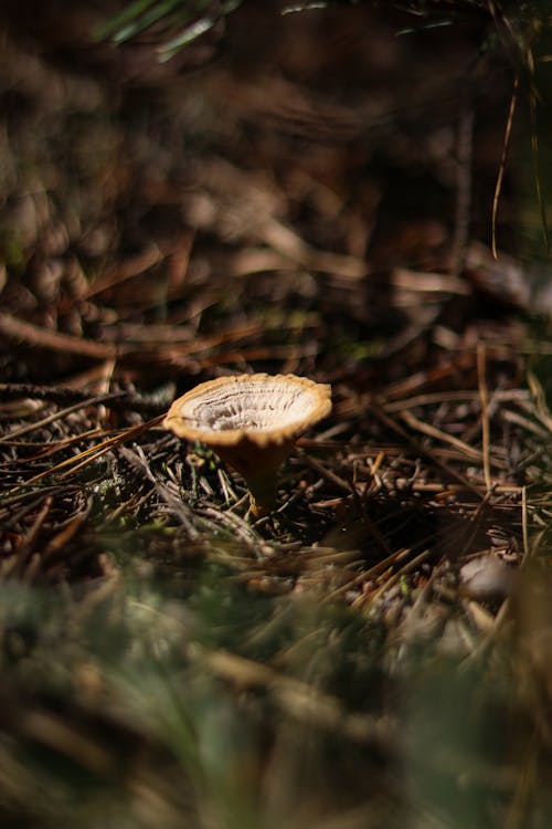Yellowfoot Mushroom on Soil