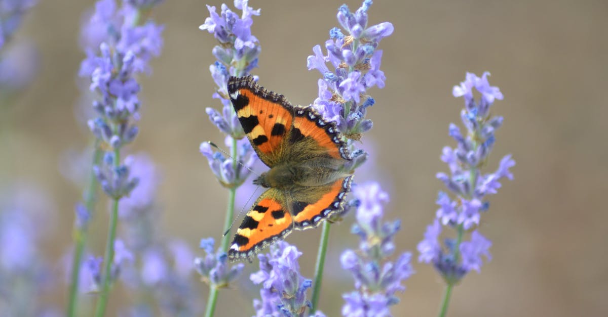 Free stock photo of butterfly, lavender, lepidoptera