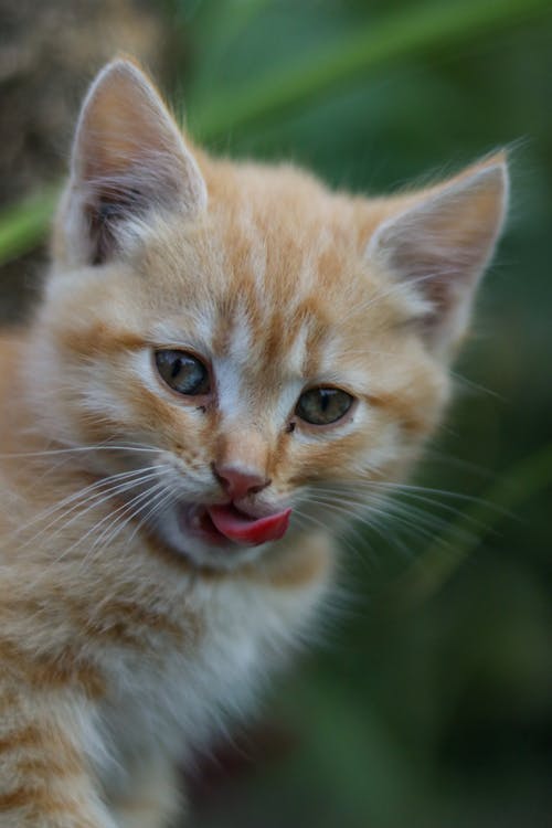 Kostenloses Stock Foto zu haustier, kätzchen, katze