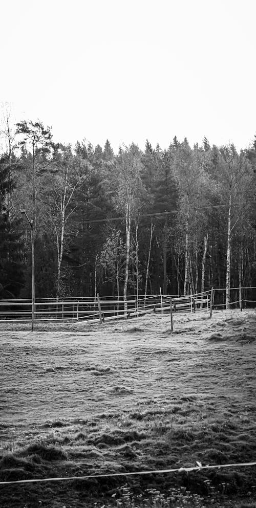 Základová fotografie zdarma na téma černobílý, les, plot