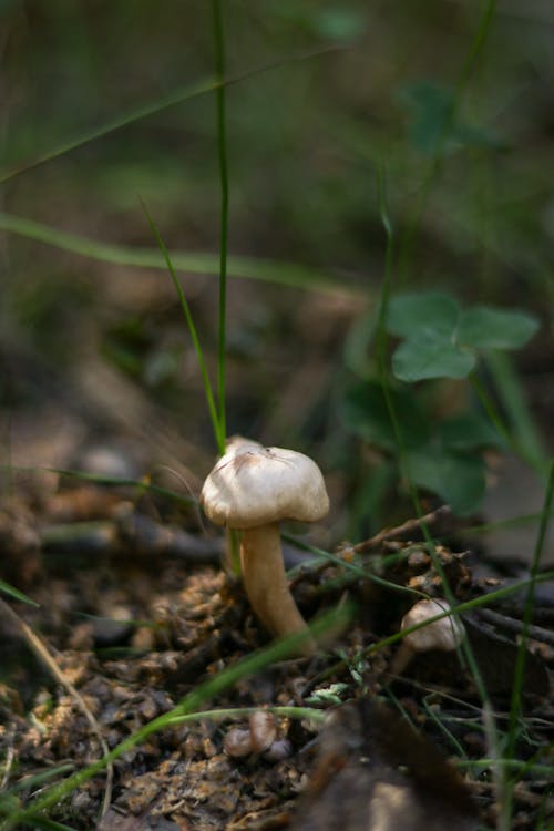 Gratis lagerfoto af lodret skud, magisk mashroom, natur