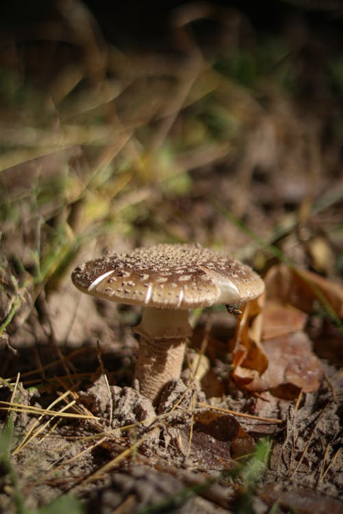 Photos gratuites de champignon, fermer, frais