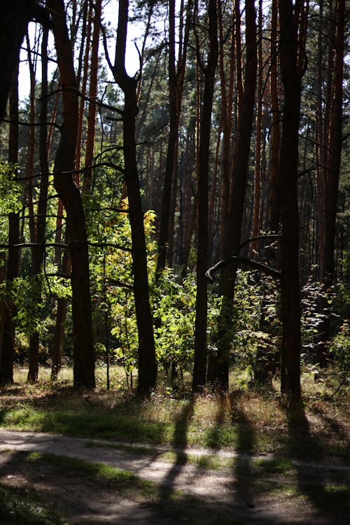 Ingyenes stockfotó árnyék, erdő, erdőség témában
