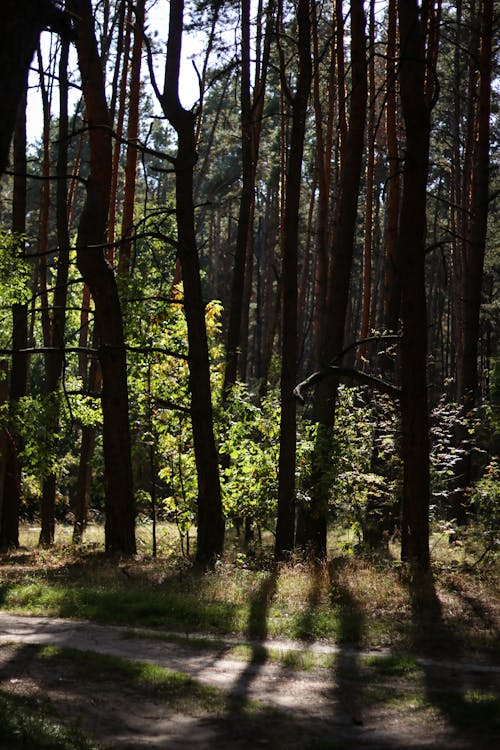 Shadow on Dirt Road in Forest