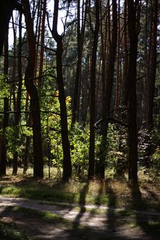 A serene dirt path through a sunlit forest with tall trees casting long shadows.