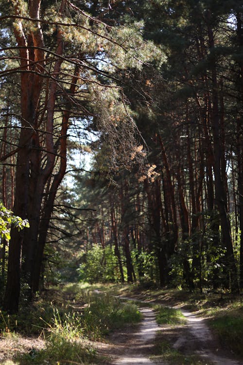 Fotobanka s bezplatnými fotkami na tému lesnatá krajina, lesy, nespevnená cesta