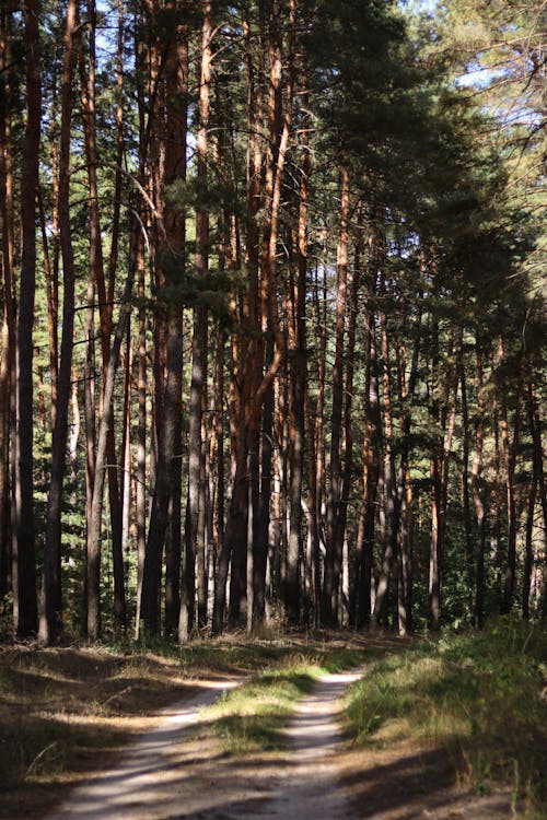 Ingyenes stockfotó erdő, erdőség, fák témában