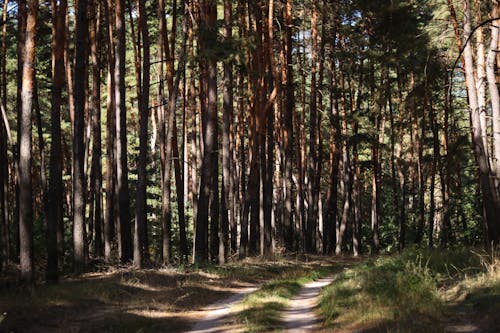 Photos gratuites de arbres, chemin de terre, dense