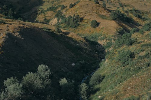 Bushes on Hillside