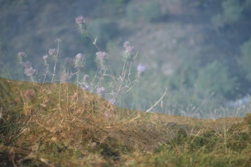 Immagine gratuita di diventa verde, doppia esposizione, verde scuro