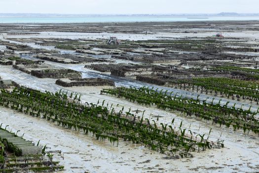 A scenic view of an oyster farm at low tide in Cancale, showcasing the unique coastal landscape.