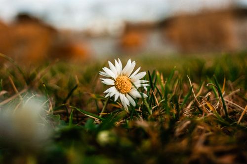 Free A solitary daisy flower in focus amidst a natural meadow with grass in the foreground. Stock Photo