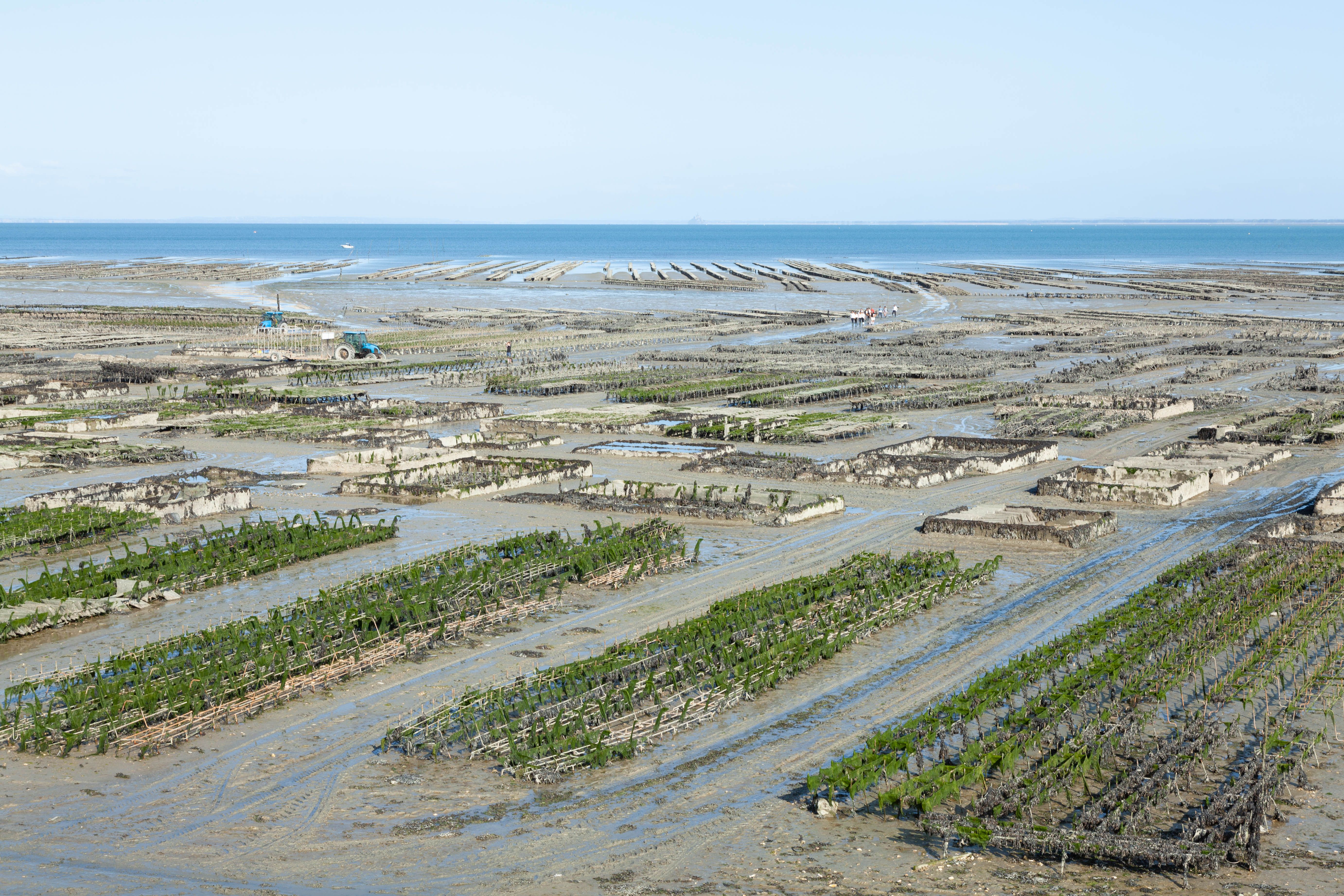 Iyris: Scaling GCC Saltwater Agriculture