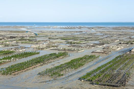 Arcachon oysters and Dune du Pilat — Bordeaux