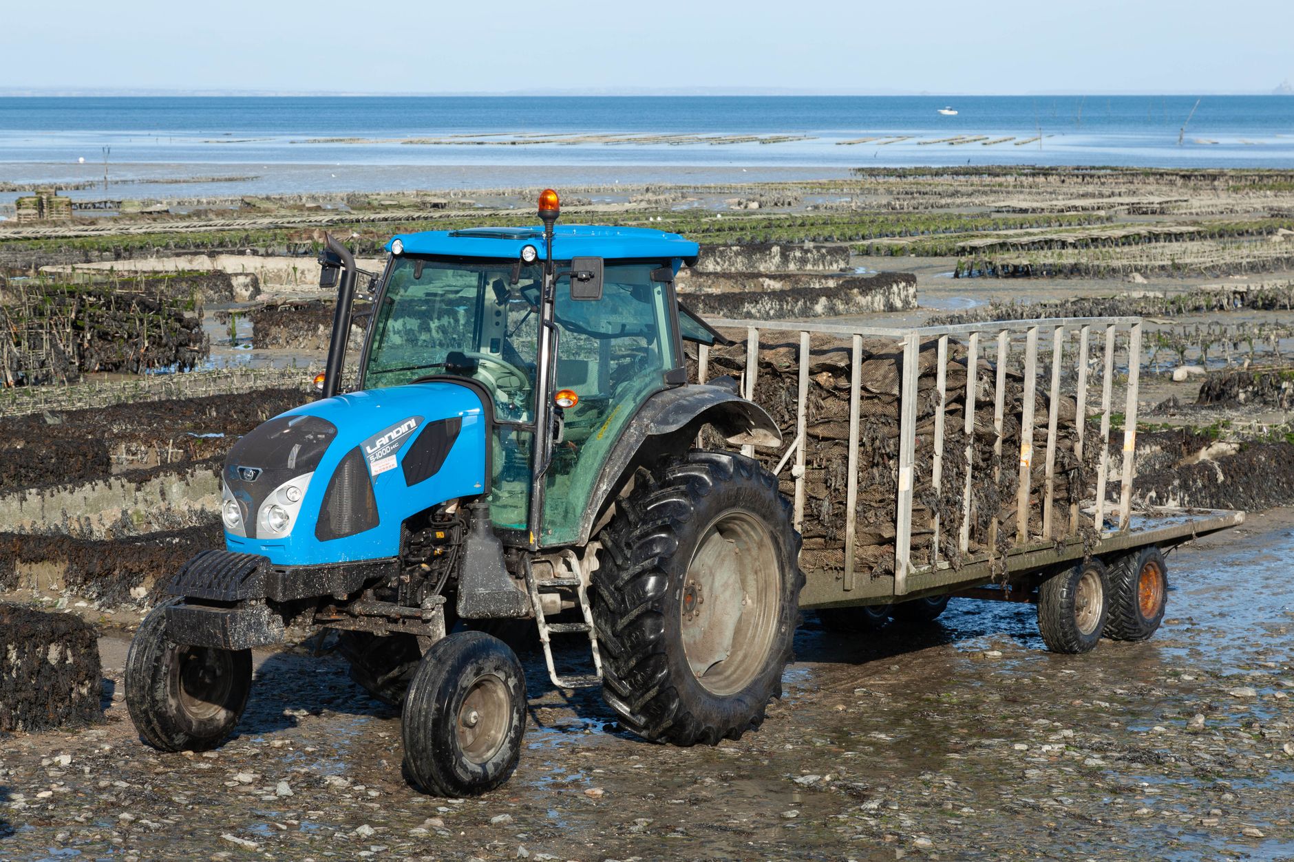 Blue tractor towing a trailer on an oyster farm in Cancale, France.