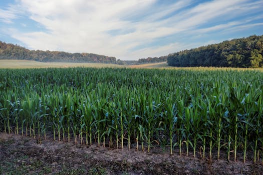 Scenic view of a green cornfield under a blue sky in rural Wisconsin, perfect for agriculture themes.