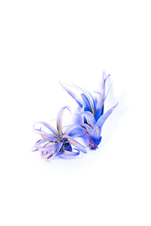 Blue Flower Petals on White Background