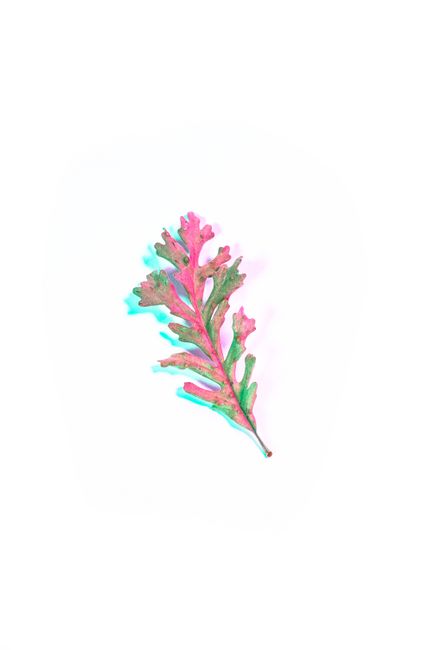 Vibrant painted leaf on clean white background, perfect for creative projects.