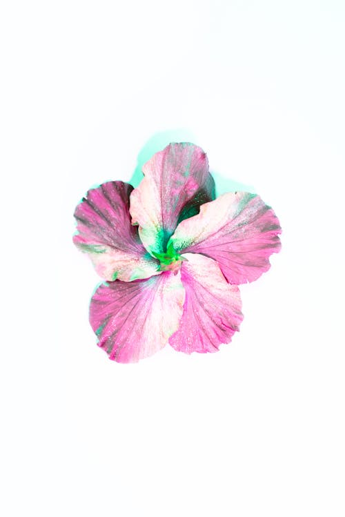 꽃잎, 분홍색, 수직 쐈어의 무료 스톡 사진