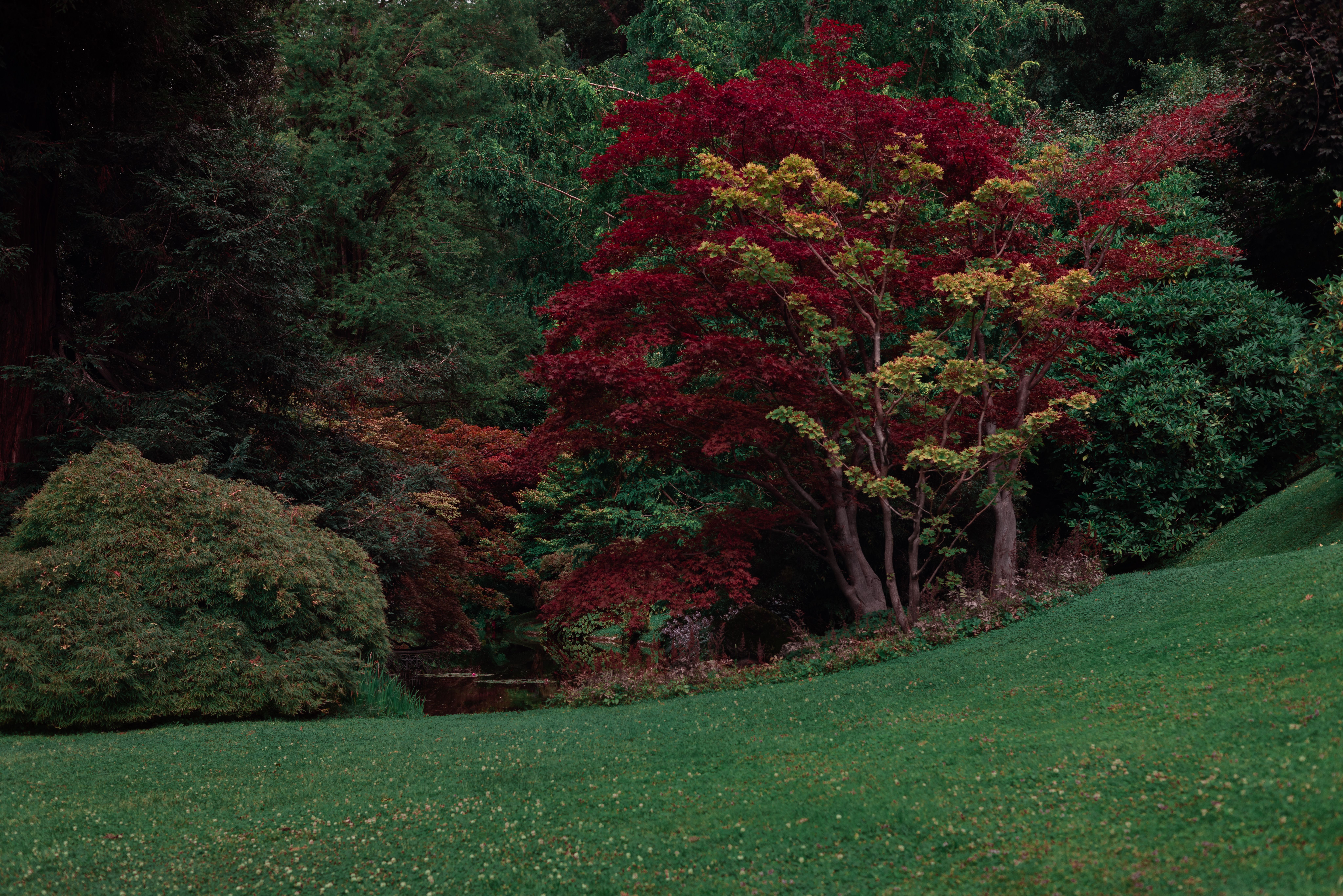 Established garden with green lawn and layers of red and green autumn foliage