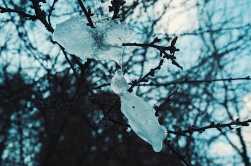 Kostnadsfri bild av @utomhus, dagg, frost