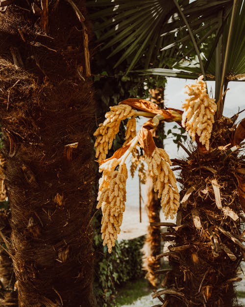 Kostnadsfri bild av bark, exotisk, palmträd