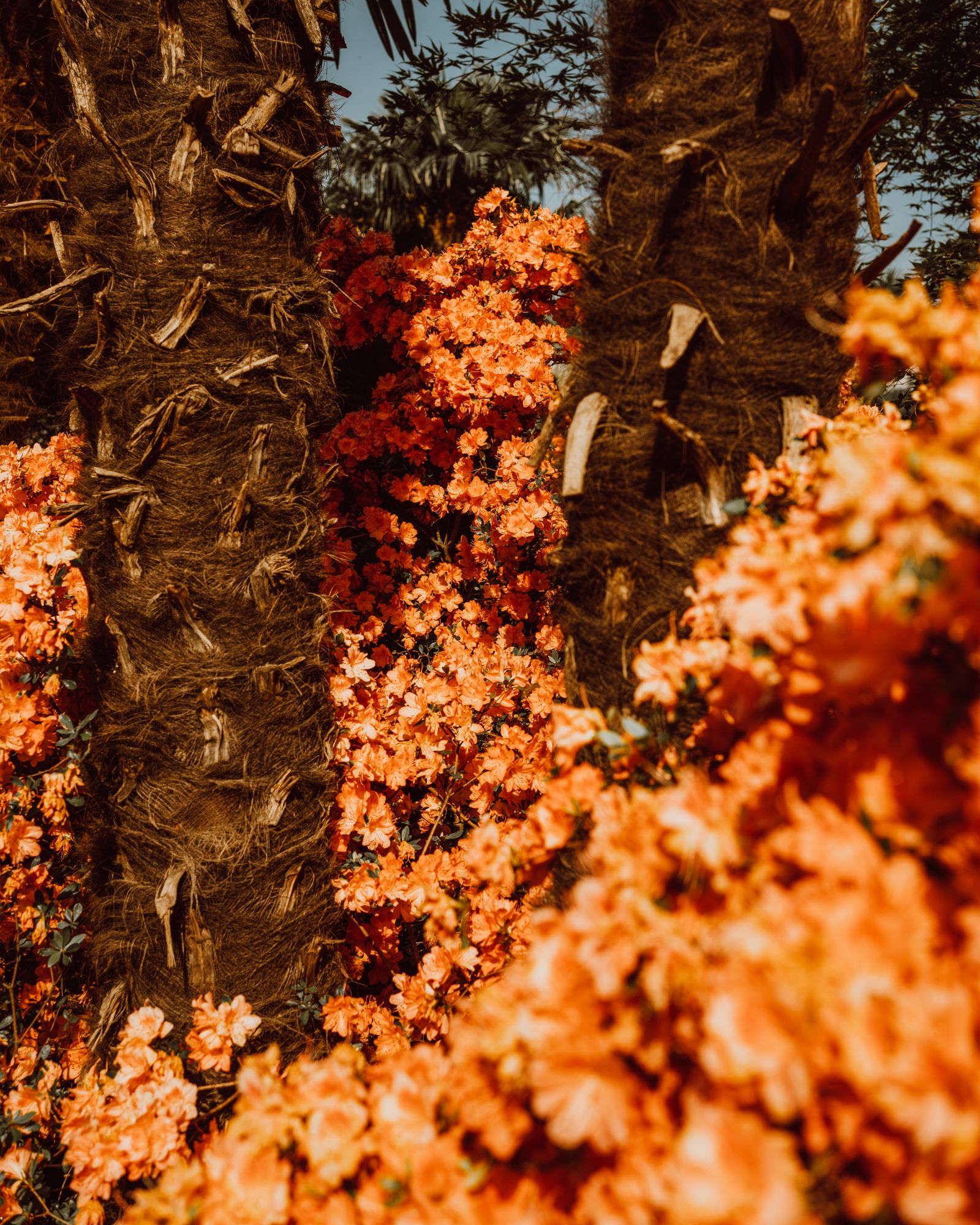 Tree Trunks Photos, Download The BEST Free Tree Trunks Stock Photos ...