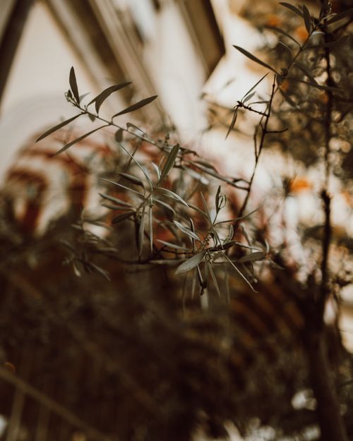 Free Artistic shot of olive tree branches with soft focus, capturing serenity in Stresa, Italy. Stock Photo