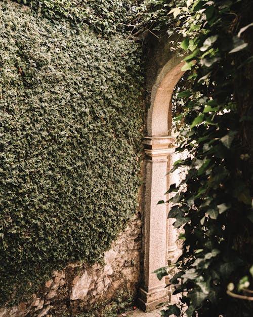 View of a Wall with Ivy and an Arch in a Garden 
