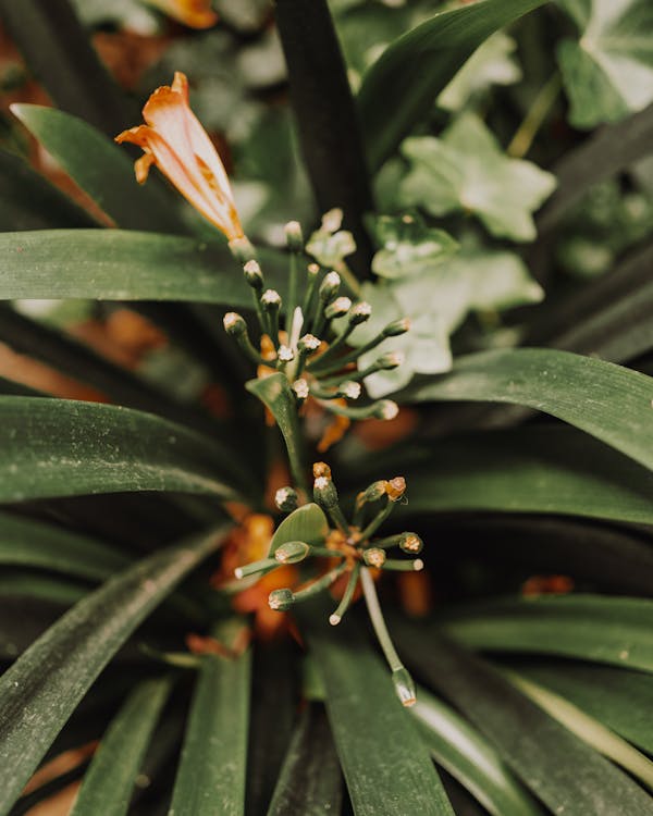 Close-up of a Blooming Bush Lily 