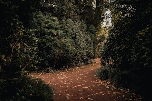 Path Among Coniferous Trees