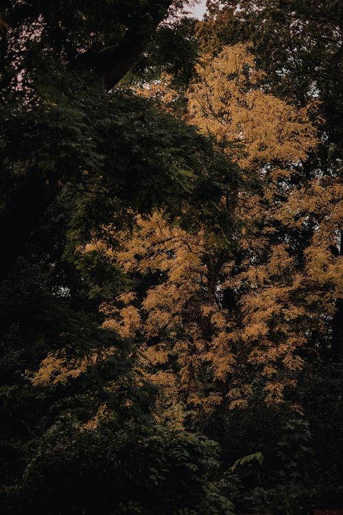 Free Embrace the beauty of autumn with golden leaves amidst a lush forest backdrop. Stock Photo