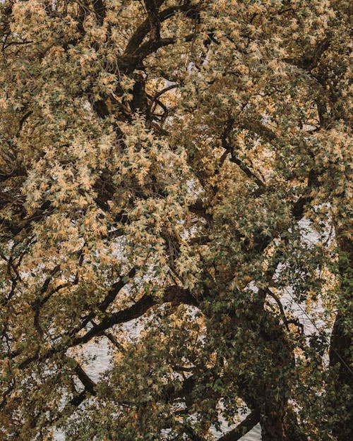 Immagine gratuita di albero, ambiente, autunno