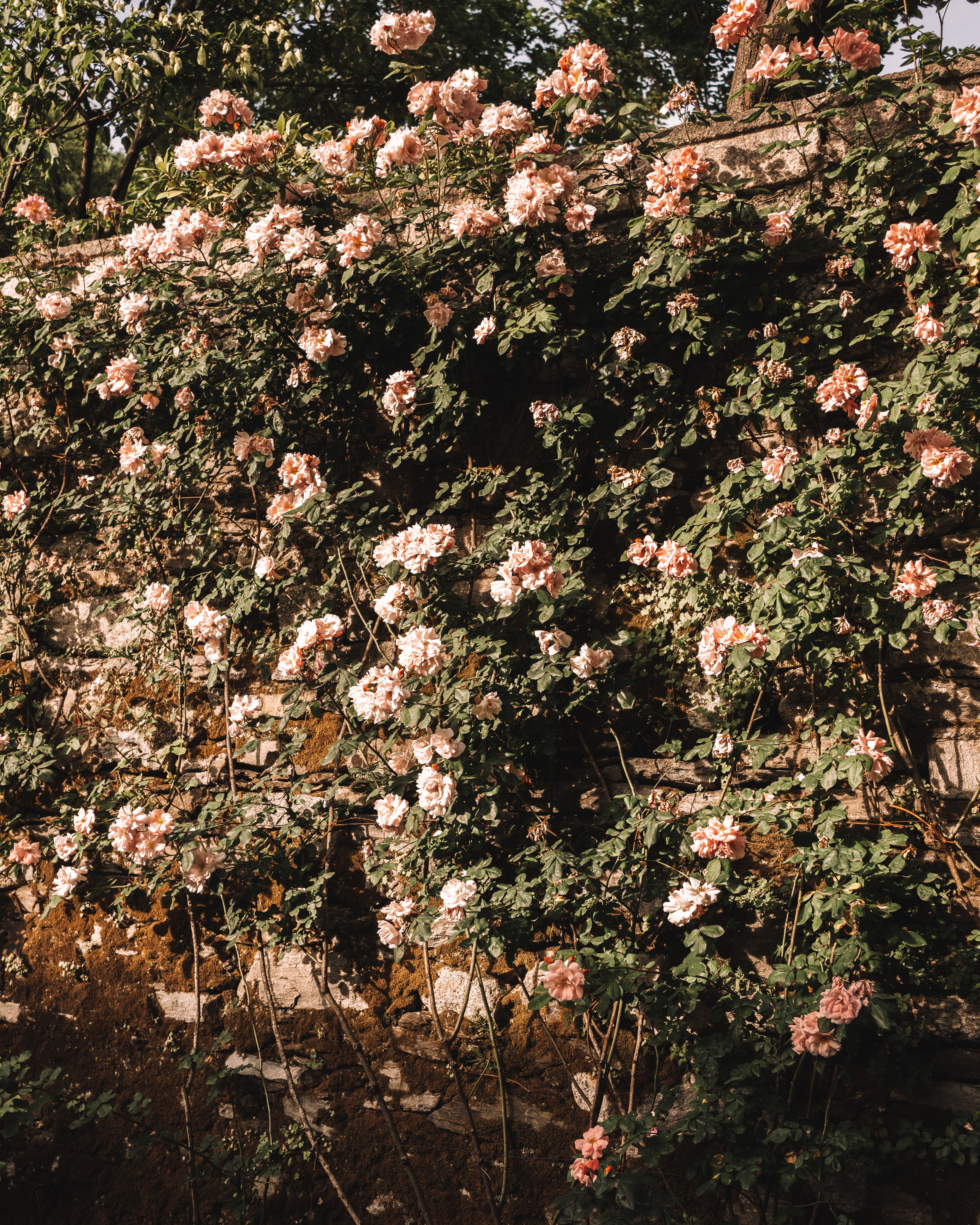 Roses on an Ivy on a Wall · Free Stock Photo