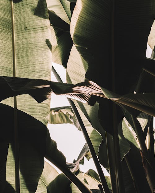 Tropical Leaves in Sunlight 