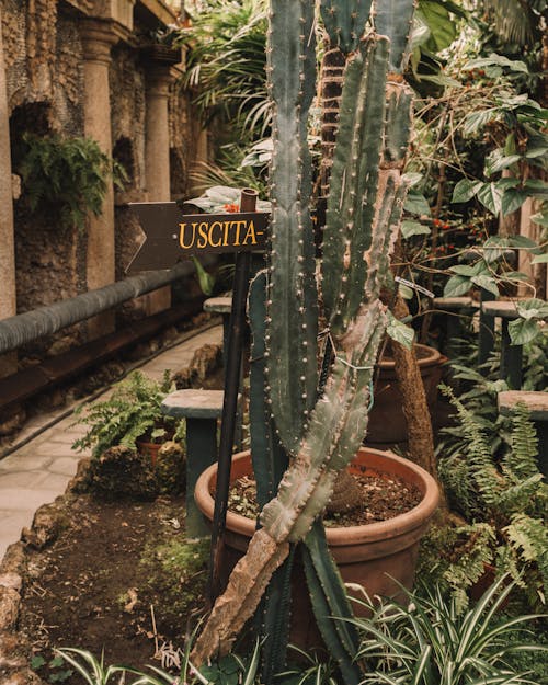 Foto d'estoc gratuïta de agavel, cactus, carreró