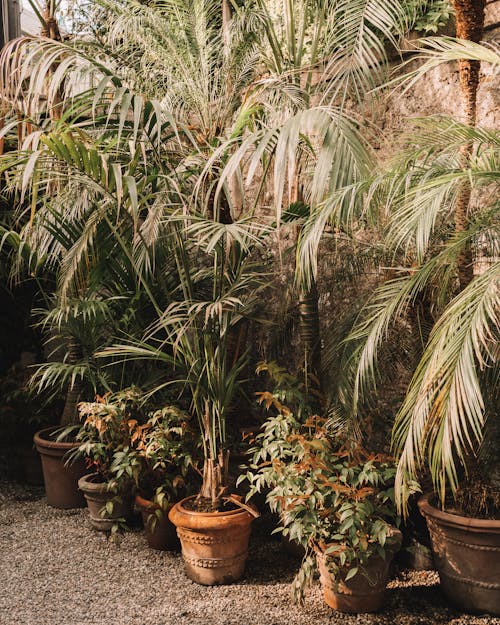 Tropical Plants in a Greenhouse 