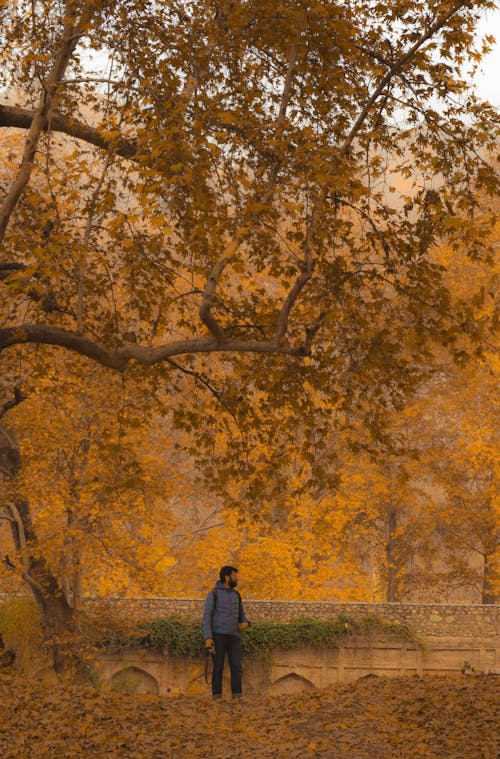 Man Standing by Tree in Autumn