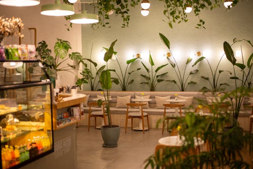 가구, 레스토랑, 식물의 무료 스톡 사진