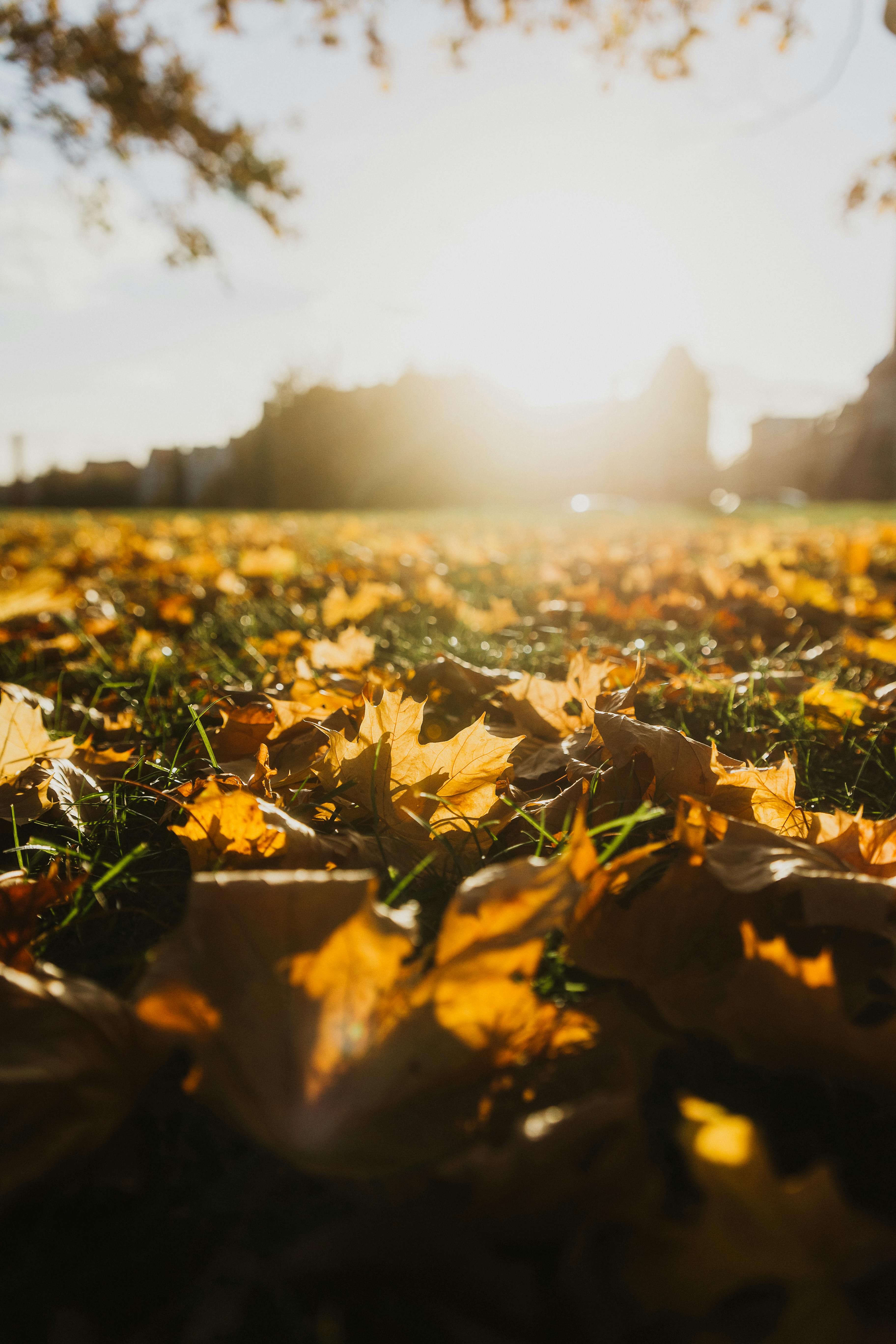 Capture of golden autumn leaves in a sunlit meadow in Halle, Germany.