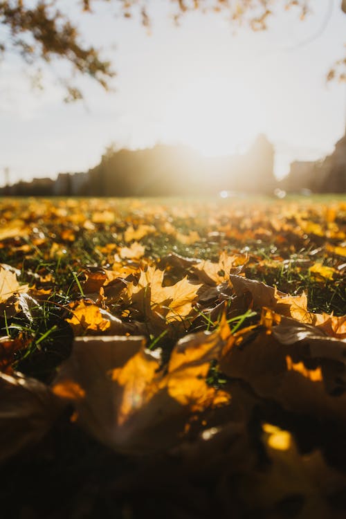 Leaves on a Meadow in Sunlight