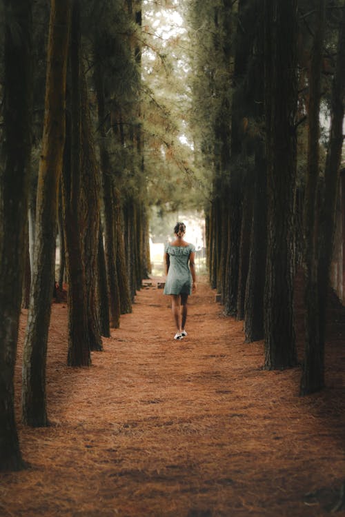 Woman Walking Among Coniferous Trees 