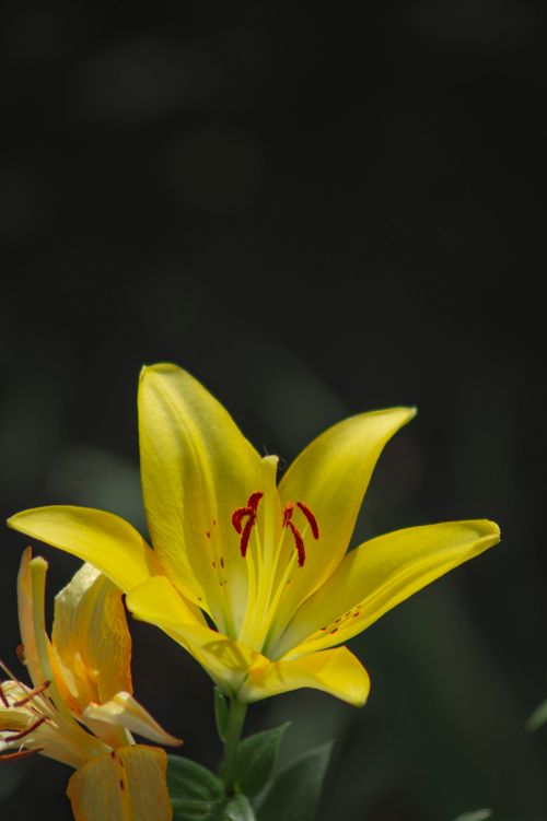 Free Close-up of a blooming yellow lily against a dark background, showcasing delicate petals and vivid colors. Stock Photo