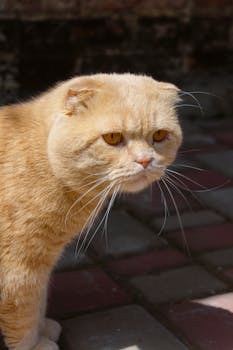 Adorable Scottish Fold cat on sunlit pavement showcasing its unique ears.