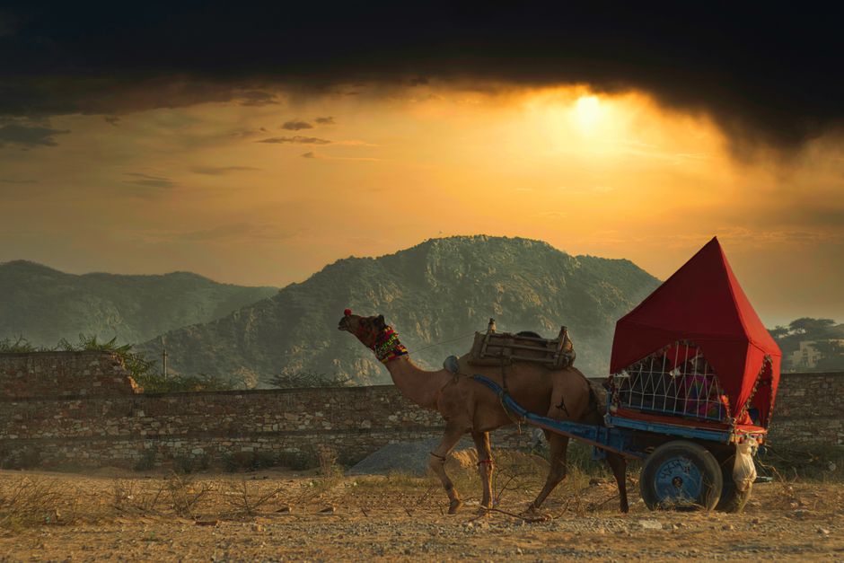 Camel pulling a cart through a desert landscape at sunset, evoking a sense of adventure.