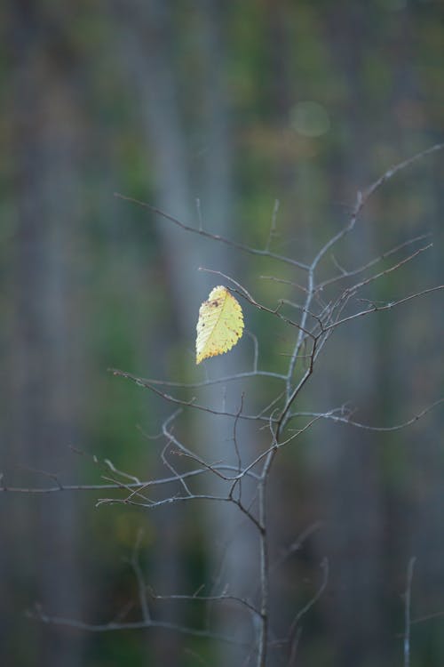 가지, 맨몸의, 수직 쐈어의 무료 스톡 사진