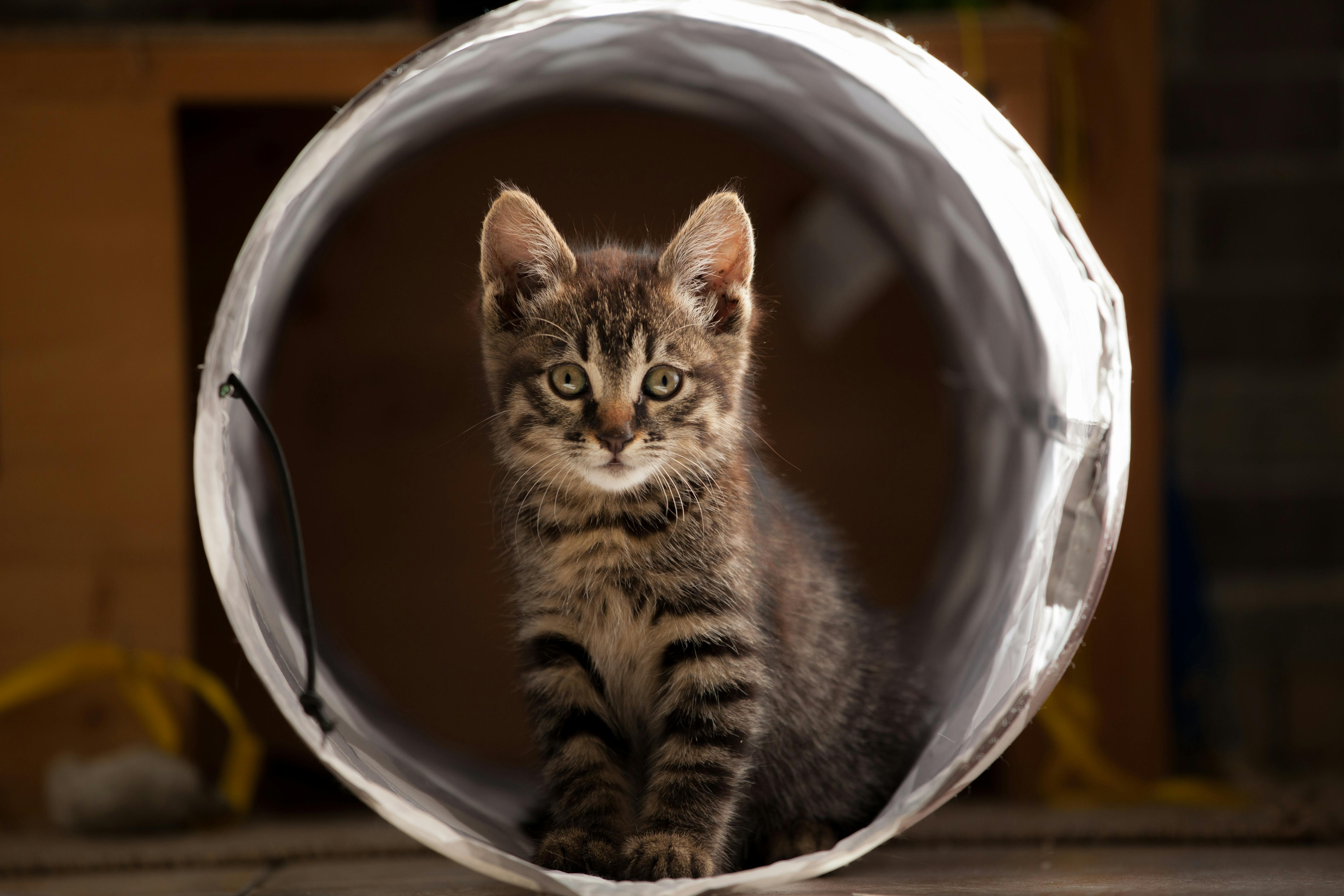 Cute tabby kitten sitting inside a play tunnel, looking curious and playful indoors.