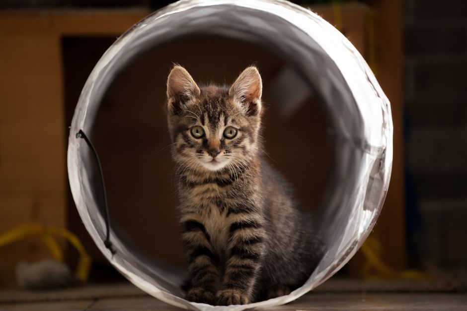 Cute tabby kitten sitting inside a play tunnel, looking curious and playful indoors.