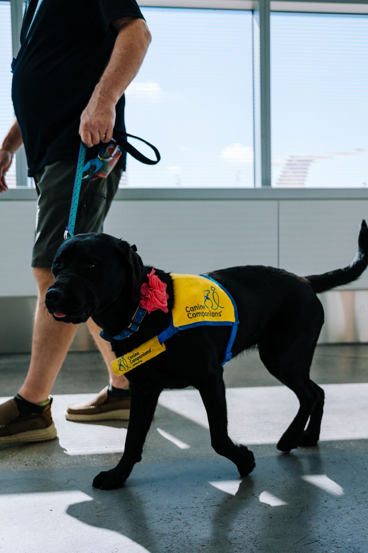 An assistance animal handler walking through a public space with their working animal